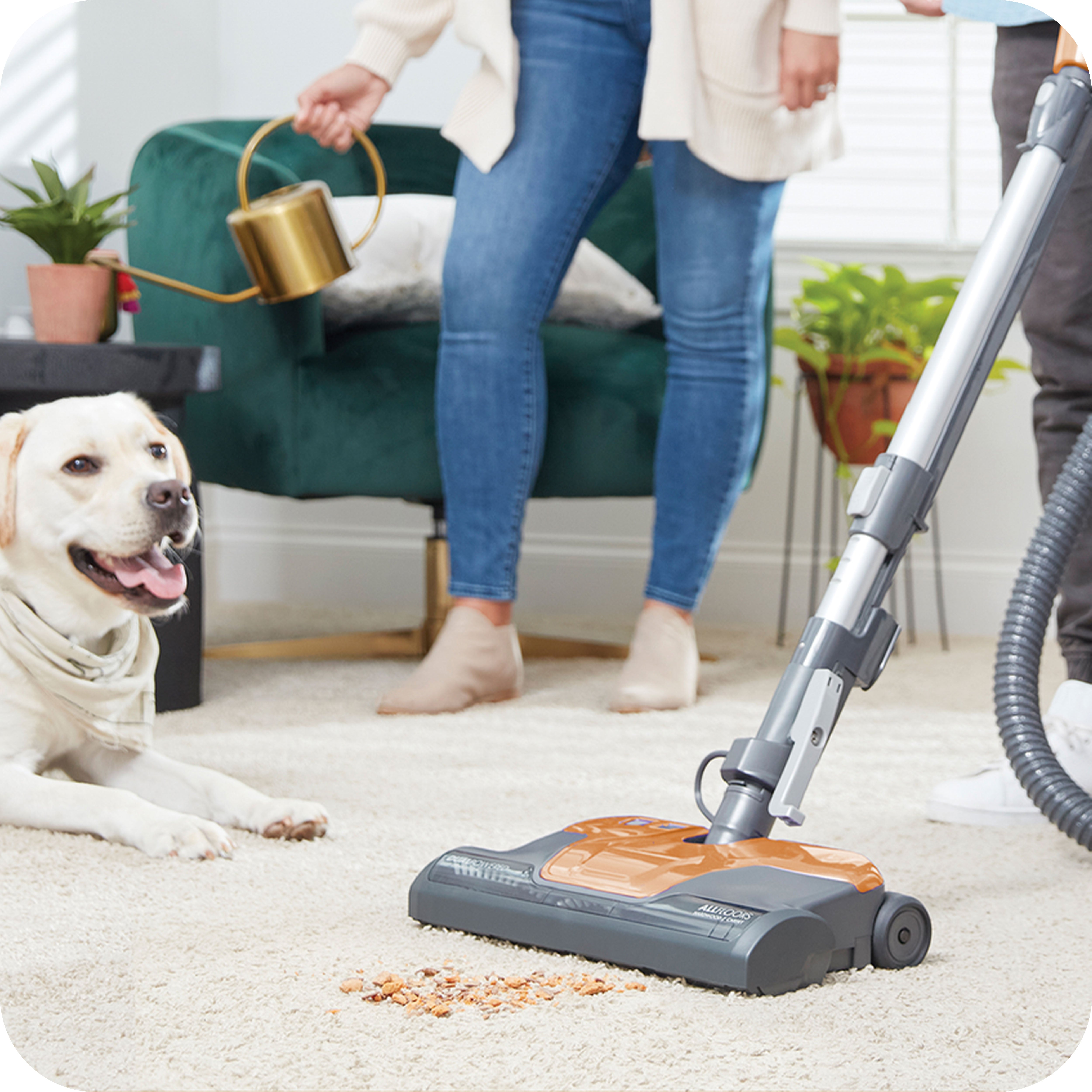 Person using a canister vacuum cleaner on a carpet with a dog sitting nearby in a living room setting.
