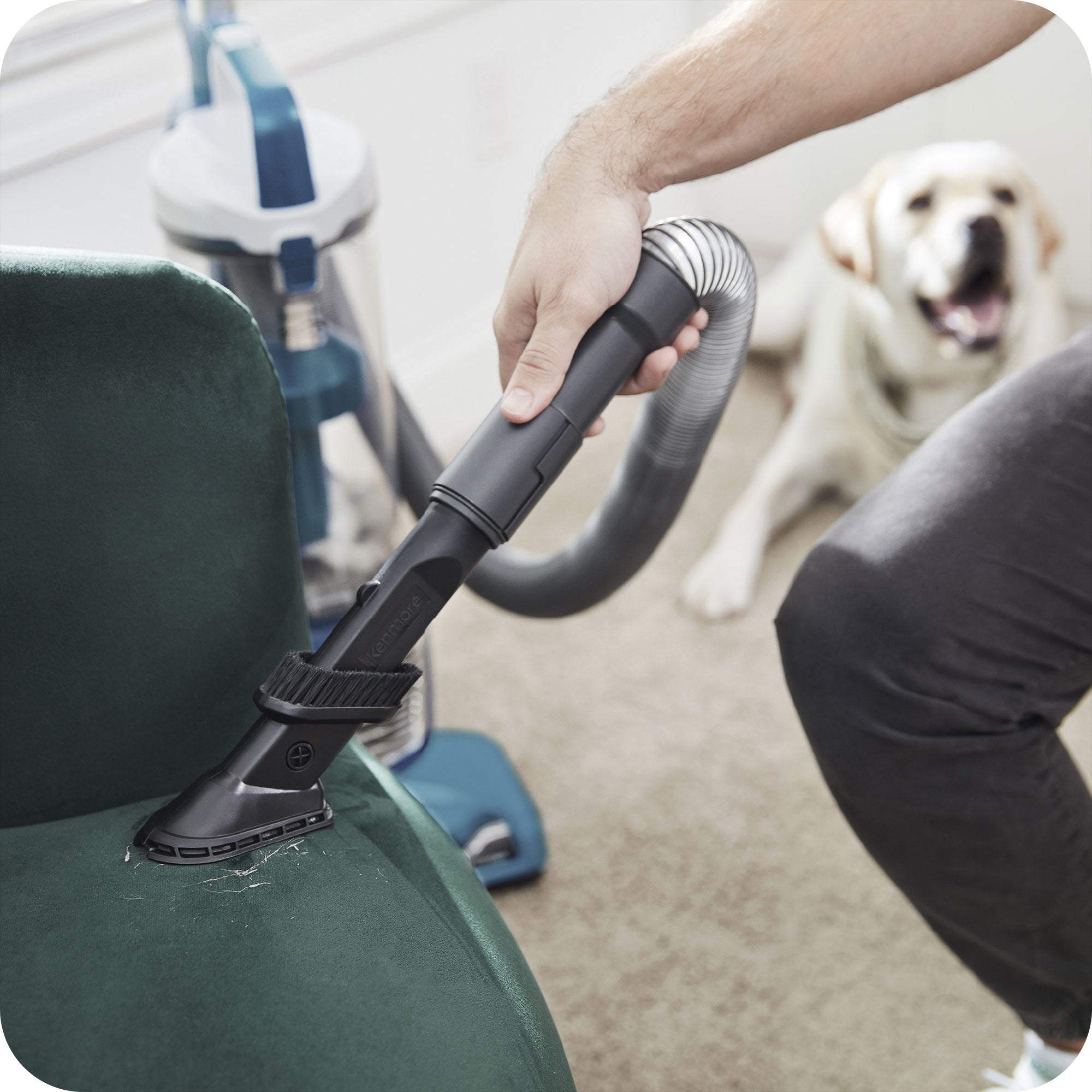 Person cleaning a couch with an upright vacuum cleaner attachment tool, dog watching from the background.