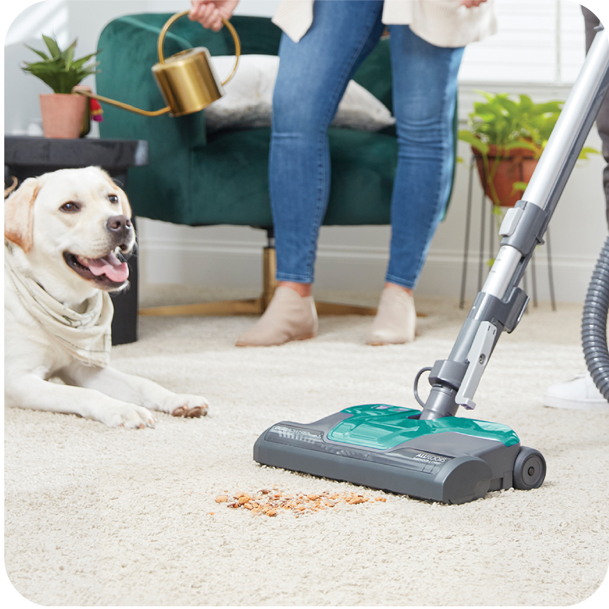 Person using a canister vacuum cleaner on a carpet with a dog watching nearby.
