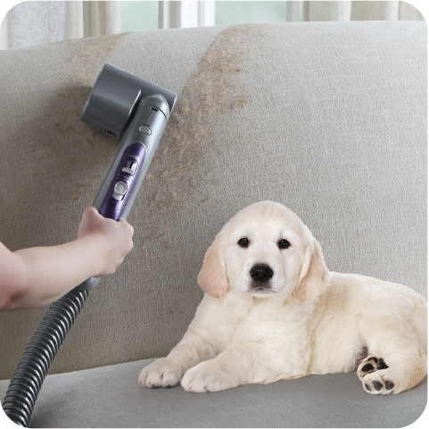 Person using a vacuum cleaner attachment on a sofa with a golden retriever puppy nearby